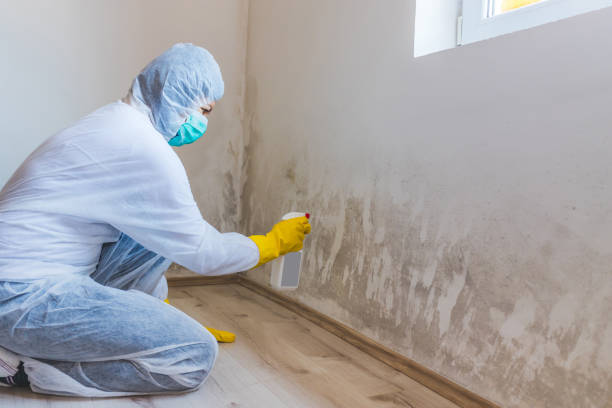 Licensed Commercial Mold Remediation service in Highlands, TX - 24 Hour Mold Removal